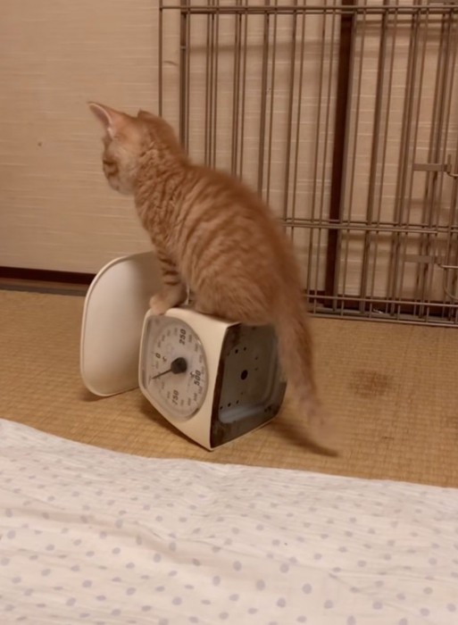 はかりの上でお座り