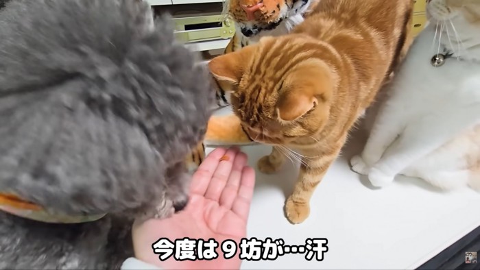 テロップ「今度は9坊が~」