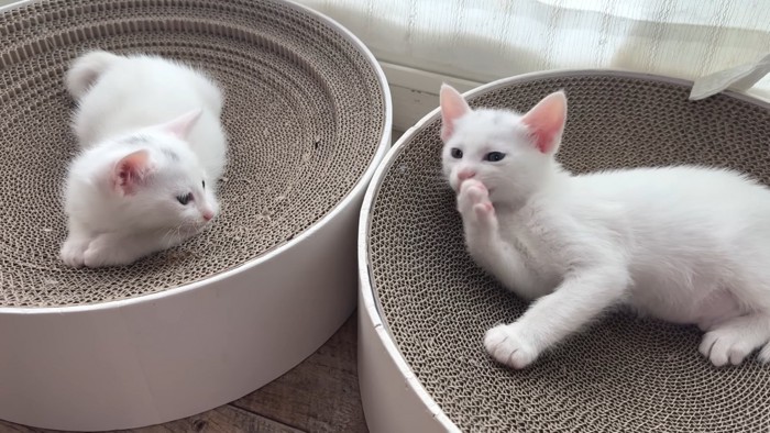 爪とぎの上に乗る子猫