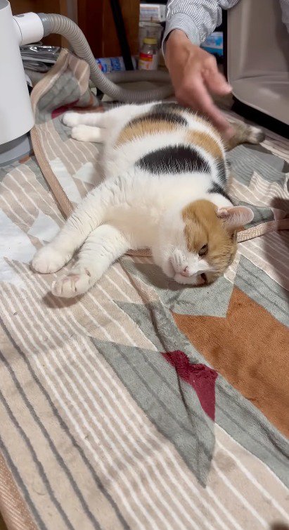 床に横になる猫