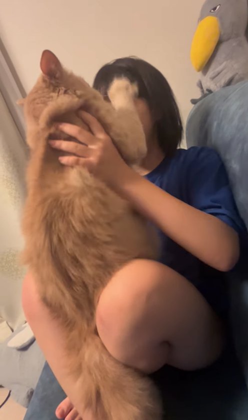 飼い主の顔に右前足でパンチする猫の後ろ姿