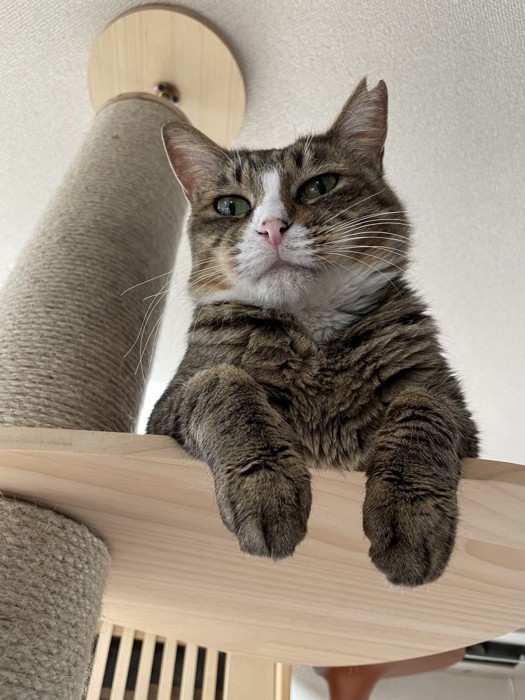 キャットタワーに乗る猫