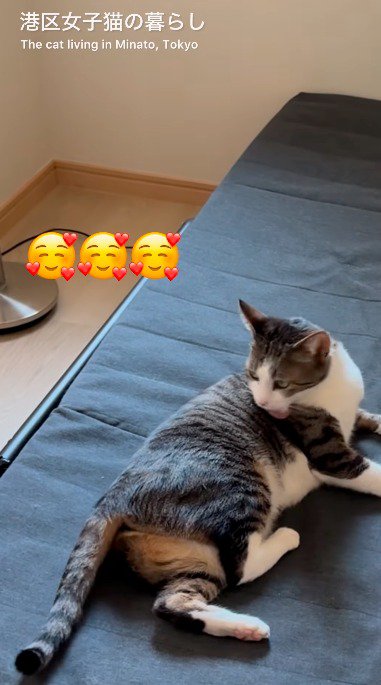 自分の体を舐める猫