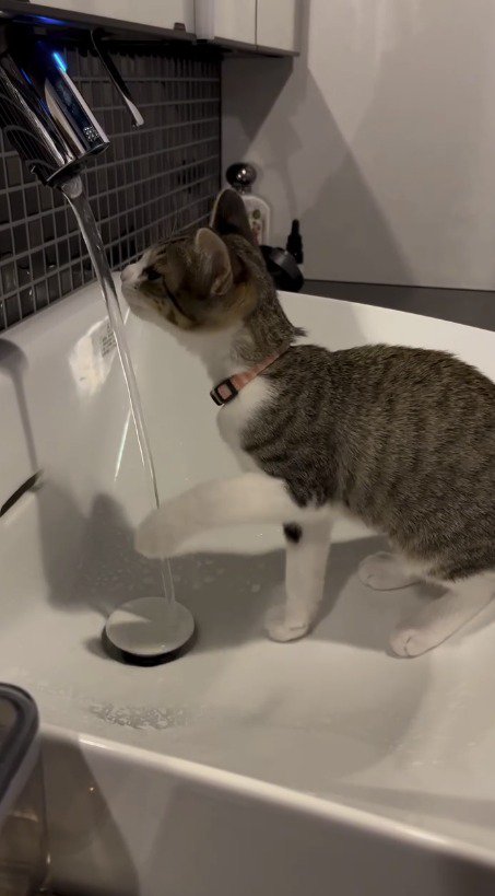 前足を浮かせて水を飲む子猫