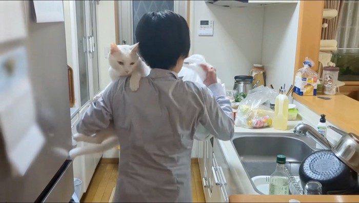 女性に抱っこされる猫