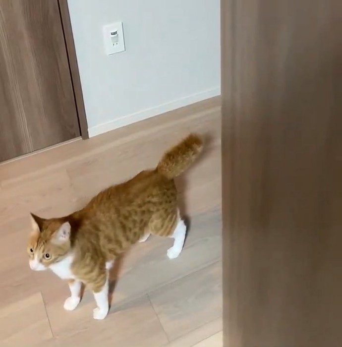 しっぽが膨らんだ猫