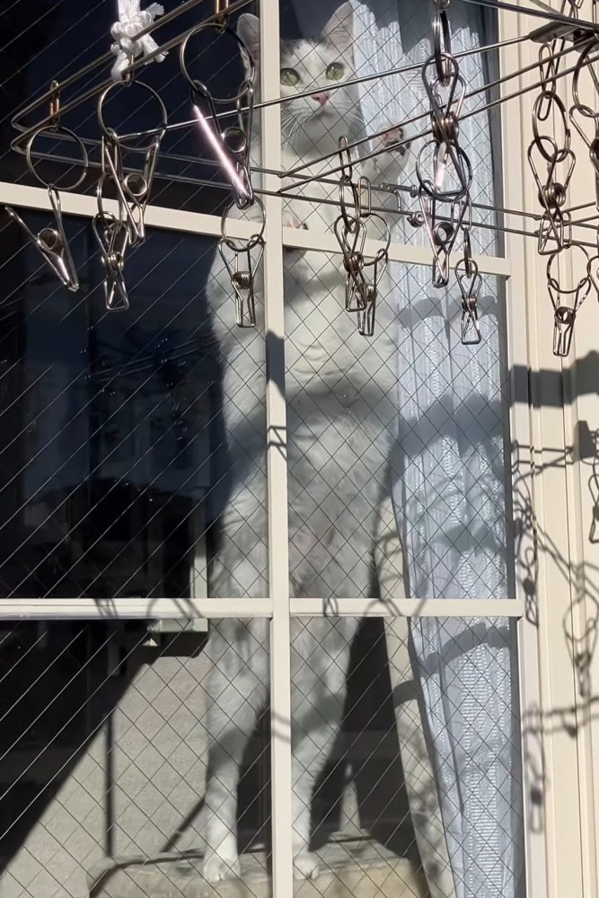 立って外を見る猫