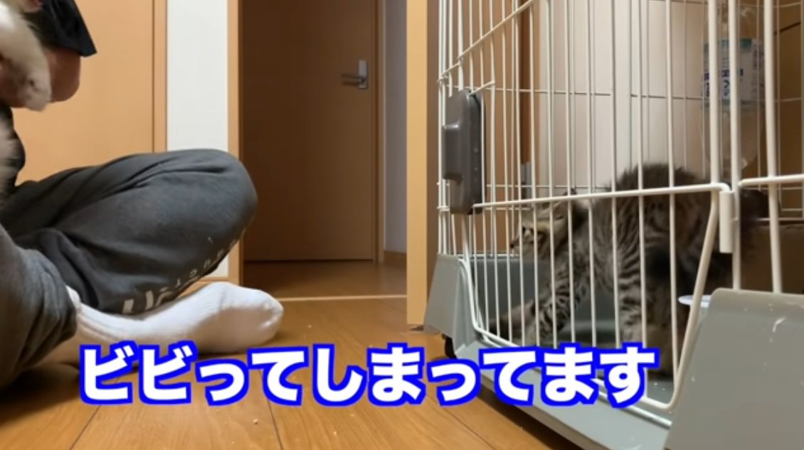 毛が逆立っているさばとら猫