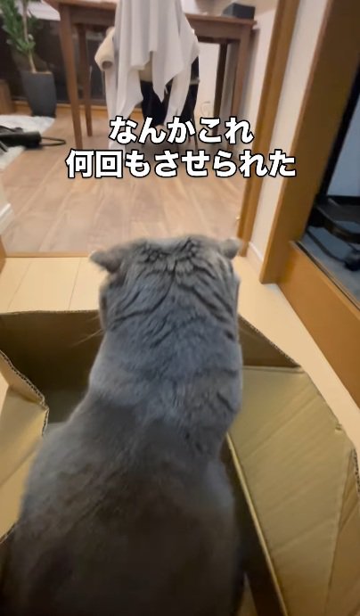 段ボールの中に座っている猫と段ボールを動かす飼い主の手