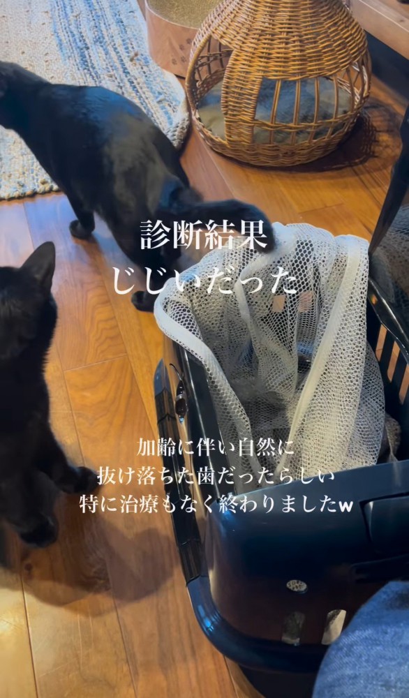 キャリーから出て来た猫