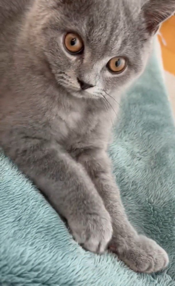 毛布に乗ってふみふみする子猫