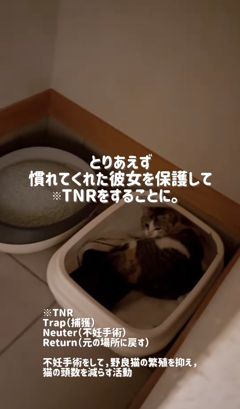 トイレ横の四角い箱に入る猫