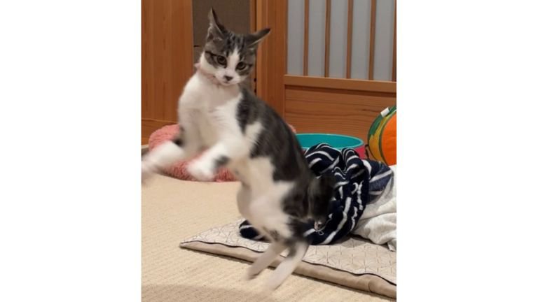 遊んでいる猫