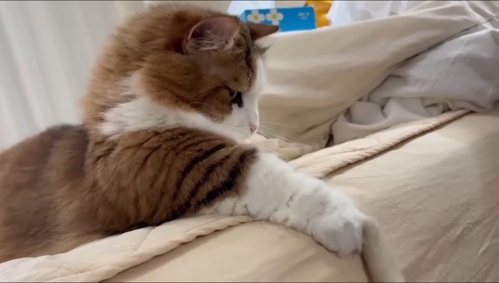 猫じゃらしで遊ぶ秀吉くん