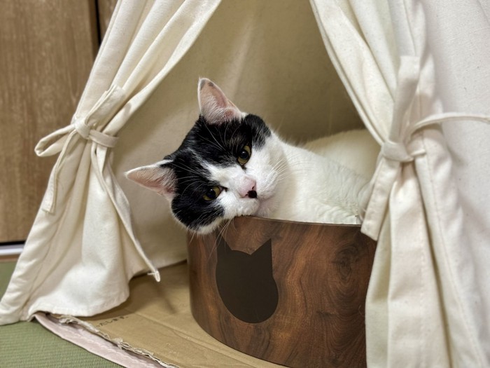 アンニュイな表情の猫