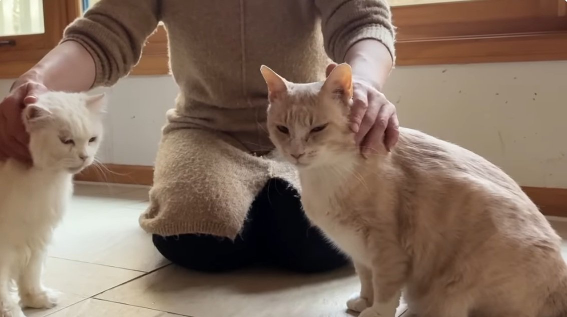 頭を撫でられている茶トラ猫と長毛種の猫