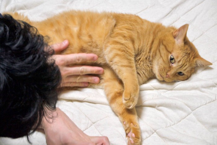 猫と触れ合う人