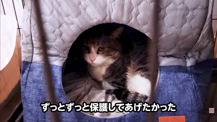 テロップ「ずっとずっと保護して~」