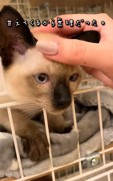 頭を撫でられているシャムネコの子猫