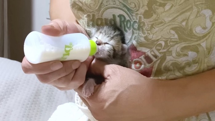 ミルクを飲む子猫