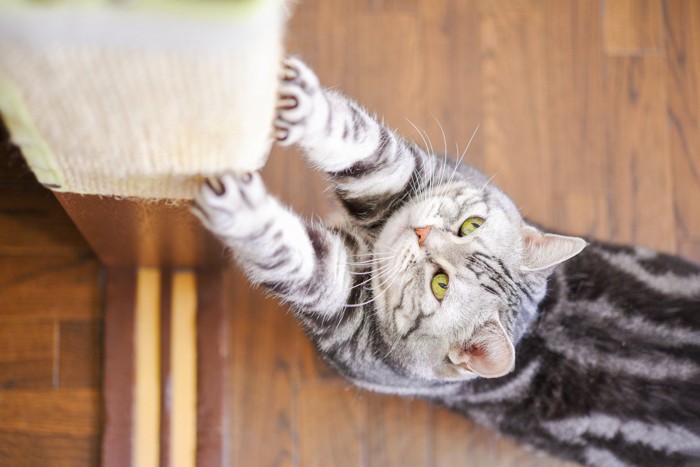 柱で爪をとぐ猫
