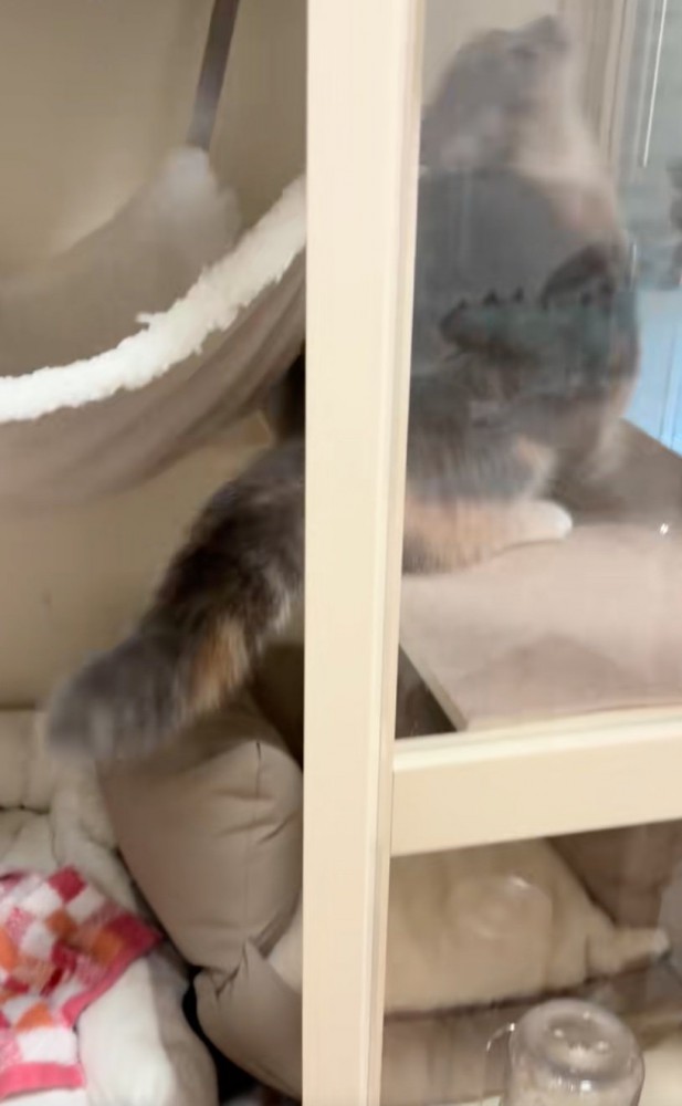 台に登る猫