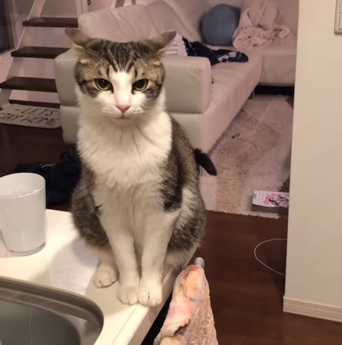 お座りする猫