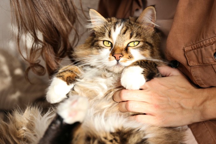 抱っこされる長毛猫
