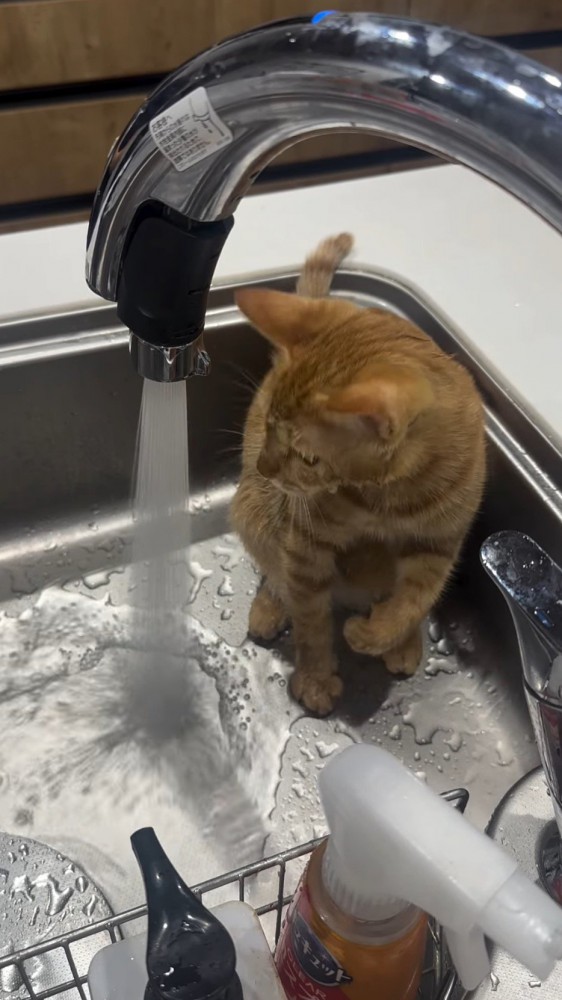 蛇口から出る水を見つめる猫