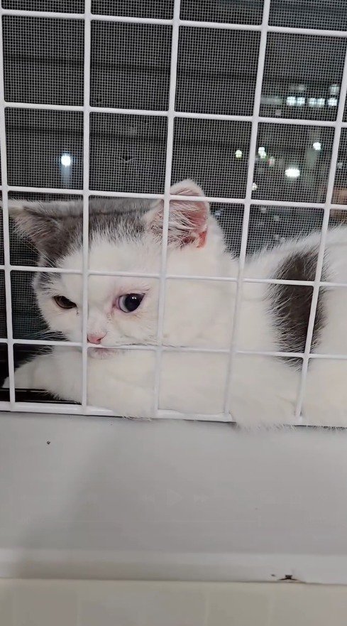 パネルの隙間から飼い主を見つめる猫