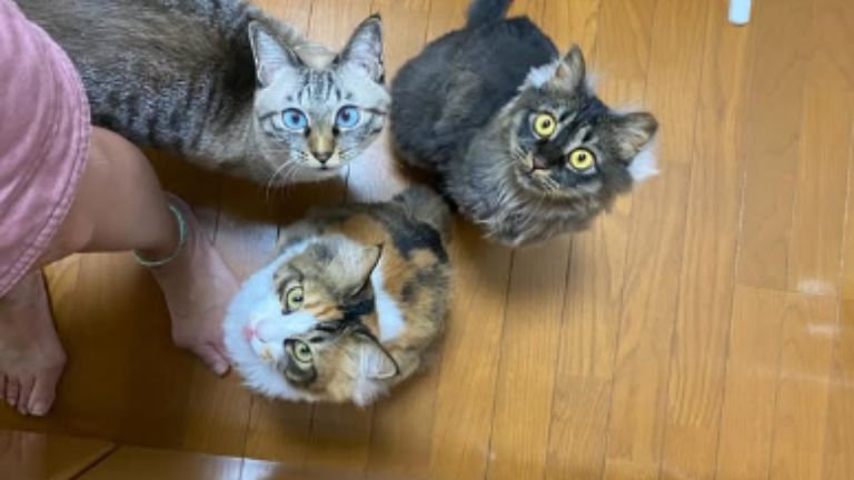 集まっている猫たち