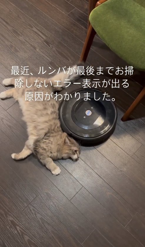 椅子の近くにあるルンバの前で横たわる猫