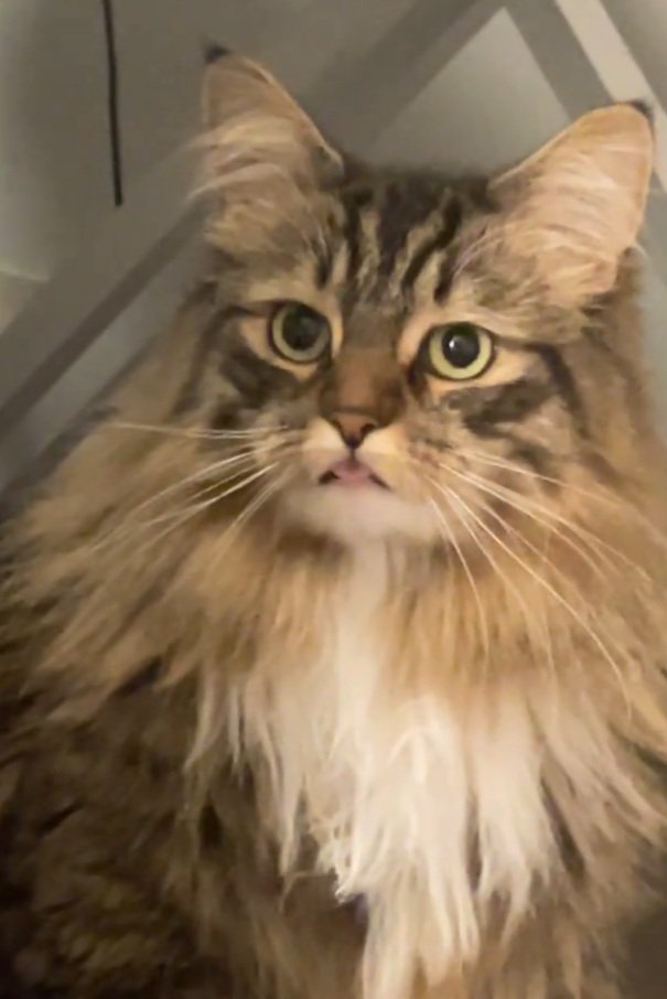 舌を出す猫