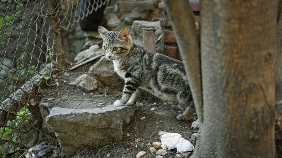 がれきの中の子猫
