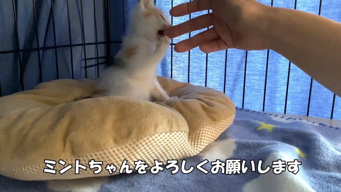 人の指を噛む子猫