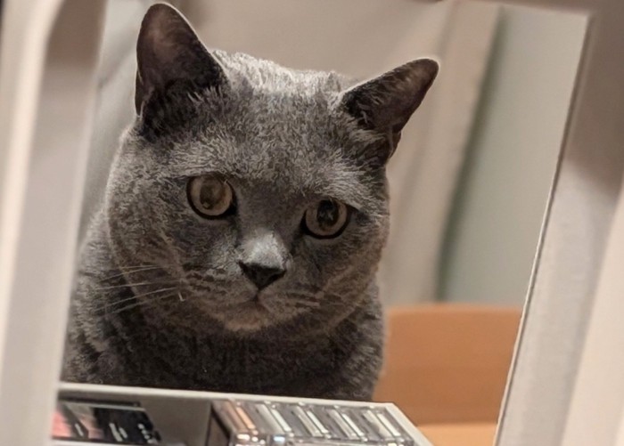鏡を見る猫