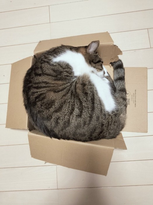 ダンボールに入っている猫