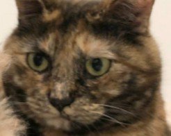 真剣な眼差しの猫のドアップ