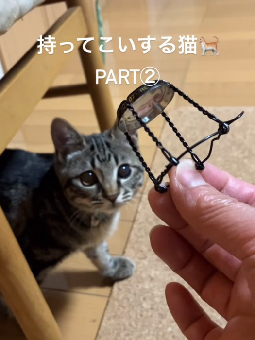 見つめる子猫