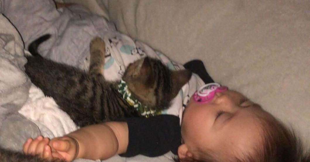 眠る赤ちゃんと子猫