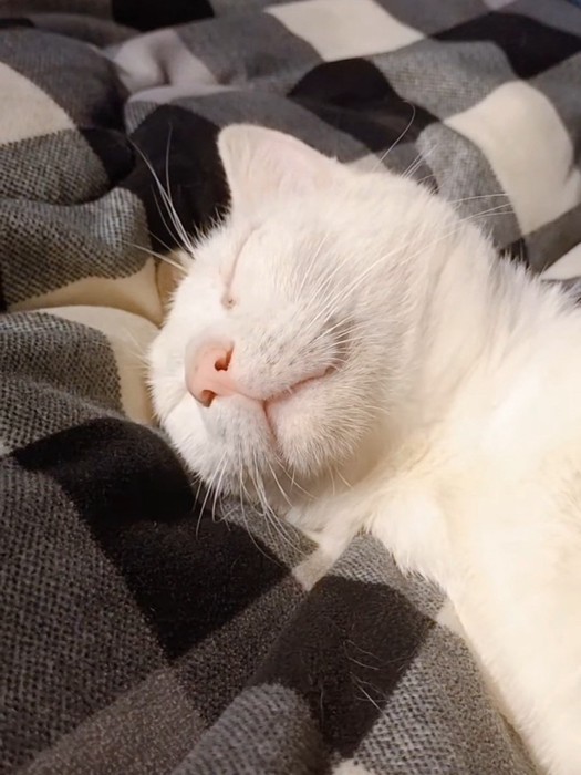寝ている白猫