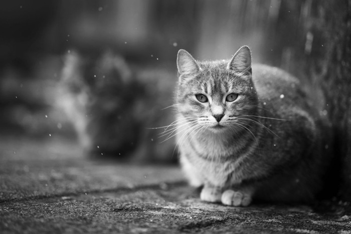 家族のいない外猫