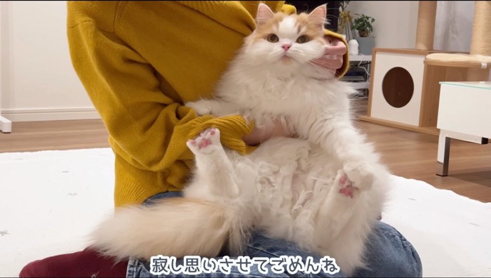 飼い主の膝の上で抱っこされる猫