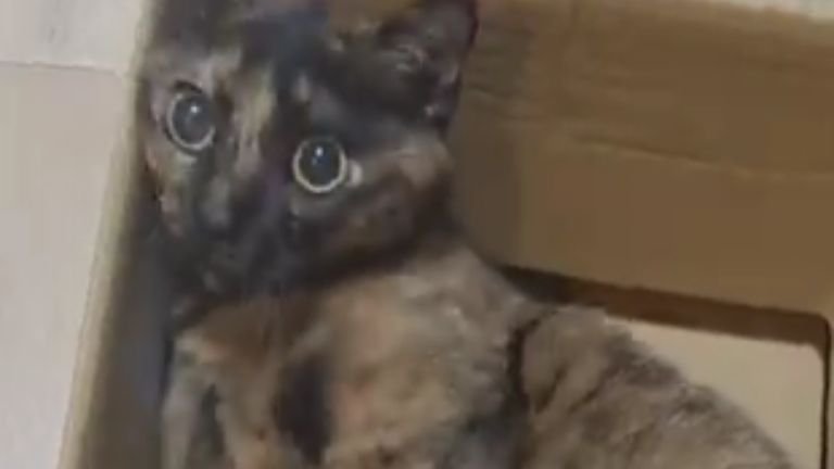 ダンボールに入っている猫