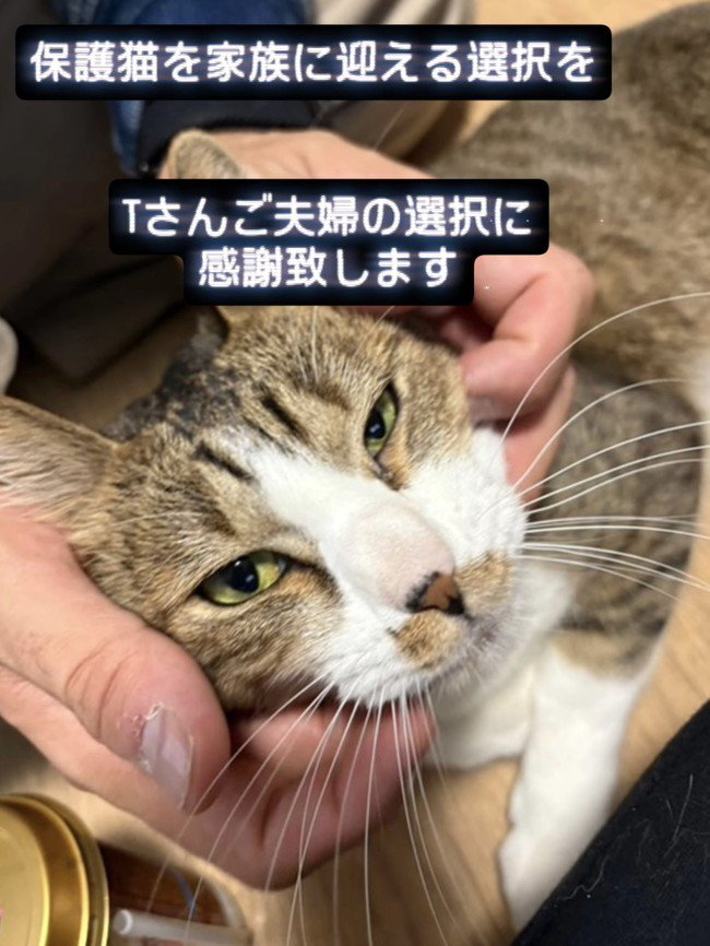 顔をなでられる猫
