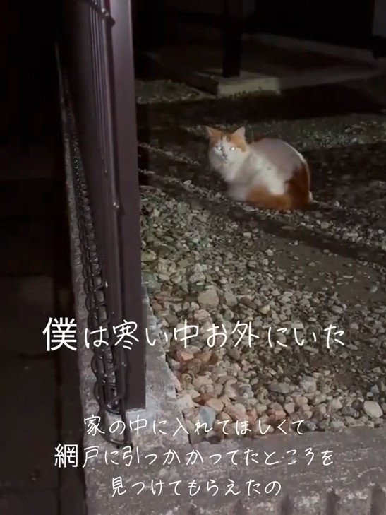 外で座っている猫