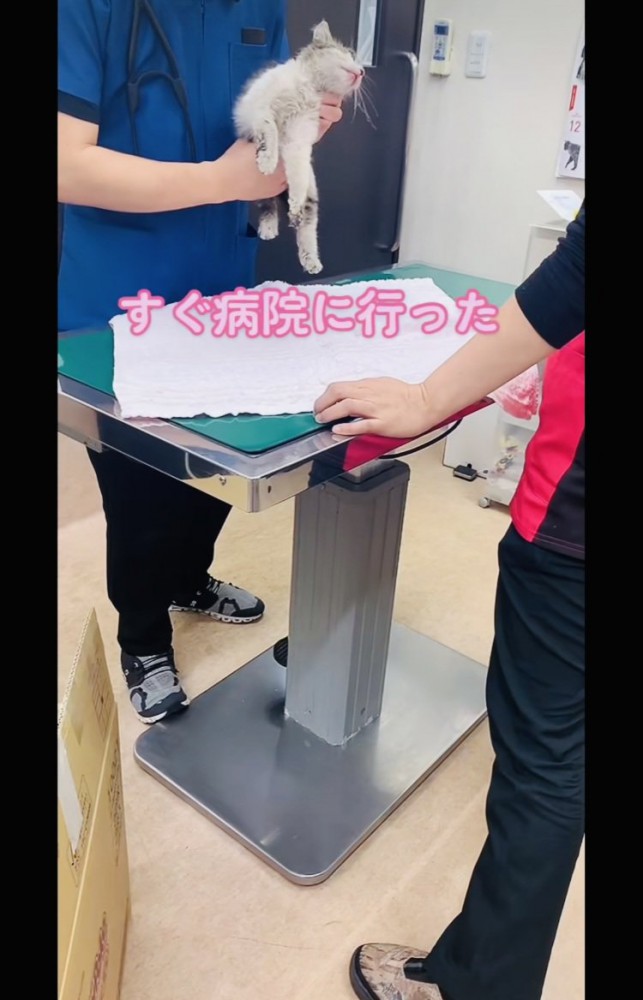 病院で診察を受ける子猫