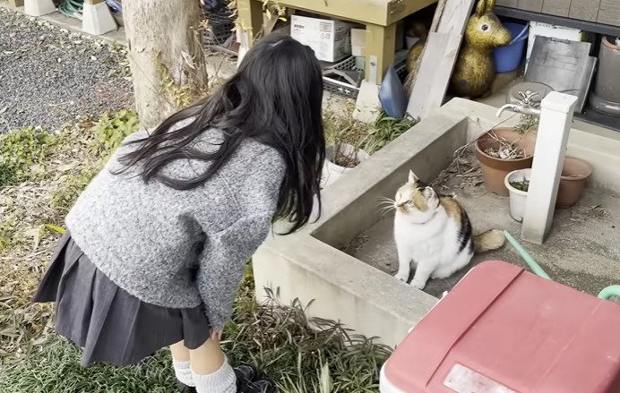 挨拶される三毛猫