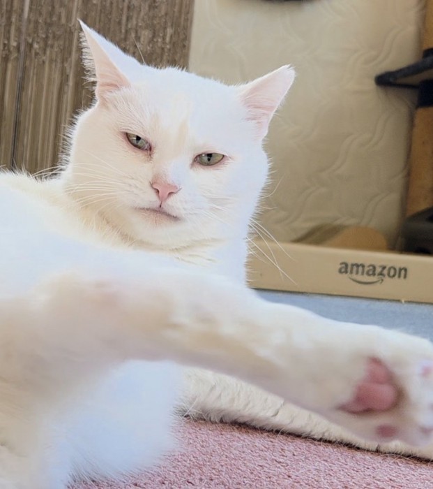 鋭い目つきの白猫