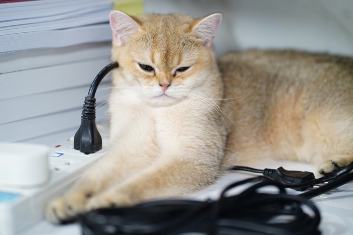 家電コードと猫